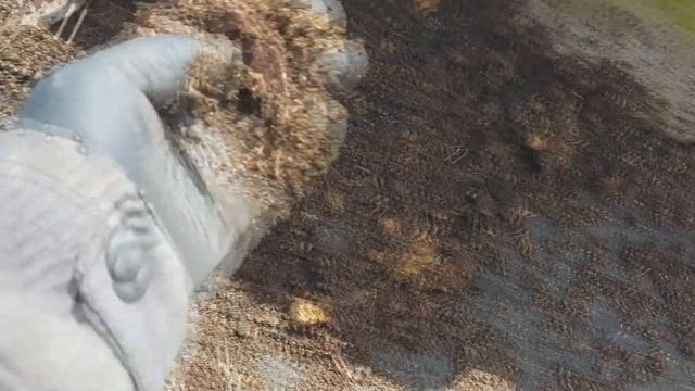 Сколько заработал на черве с дачи.