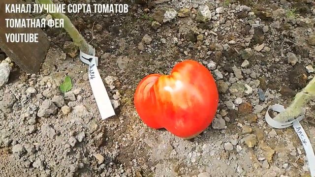 Томат Алсу описание сорта, характеристика  Томат Алсу в разрезе