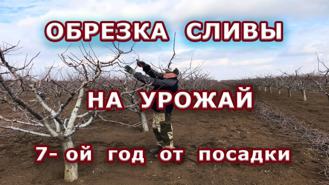 Обрезка сливы на урожай / 7-ой год от посадки