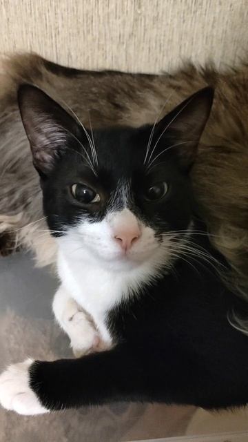 Котяшка улыбашка