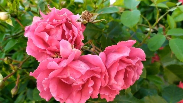 Доверенное 110 серия русская озвучка (Emanet 110. Bölüm) Анонс и дата выхода