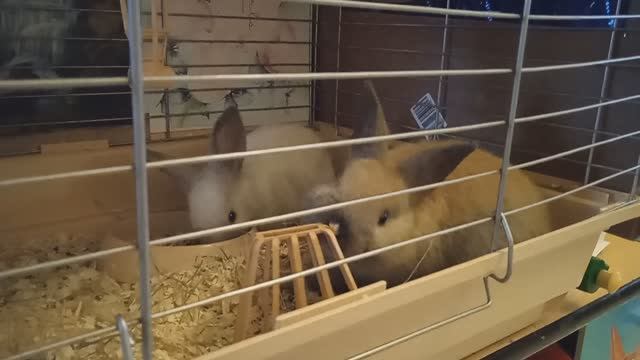 Маленькие кролики