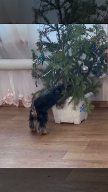 Моменты