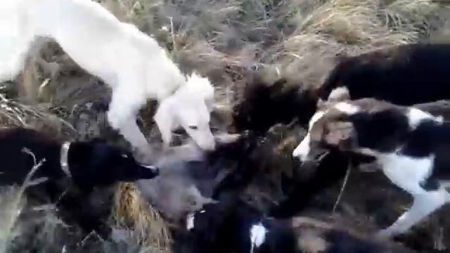 Охота с казахской тазы