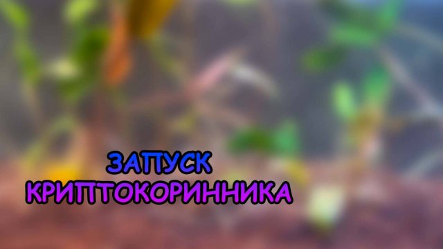 ОЧЕНЬ МНОГО КРИПТОКОРИН В ОДНОМ АКВАРИУМЕ
