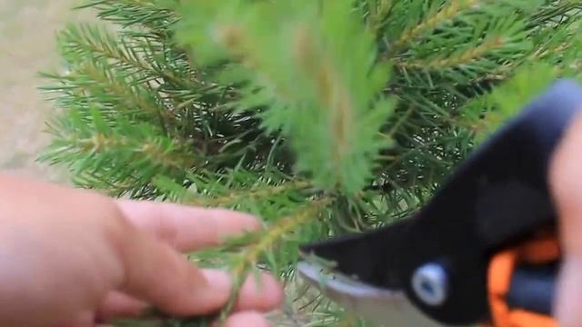 Стрижка сосны обыкновенной