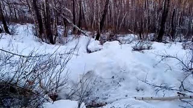 Подняли медведя