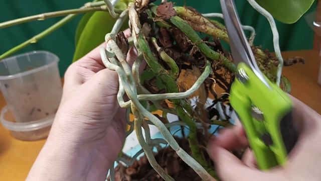 Непривычные дела! Пробую первый раз!