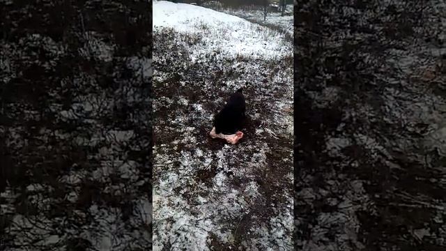 Злюкен собакен за яйцен клац-клац !!!