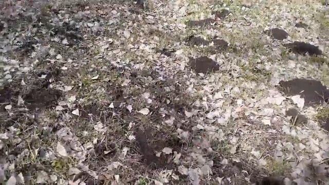 Я нашёл кротовые норки