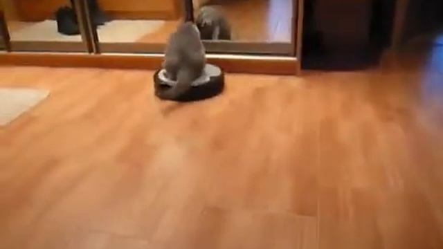 7. Кот решил покататься на робопылесосе