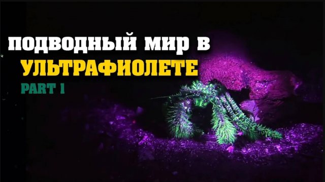 Подводный мир в ультрафиолетовом свете