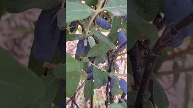 Сорт жимолости Аврора