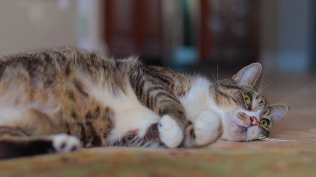 Домашние животные Звуки животных для детей Учим как говорят животные
