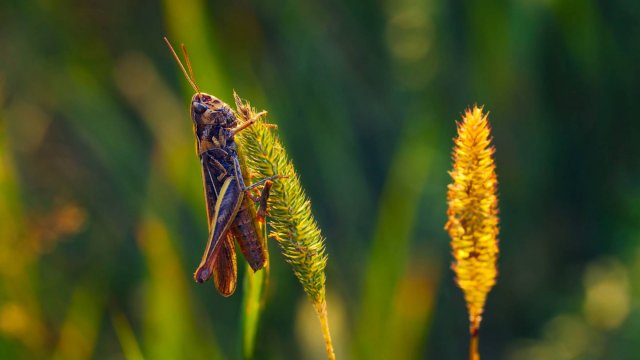 Самые красивые цвета природы в 4K - разноцветные животные 🍀 4K Видео ULTRA HD | #шариклайф