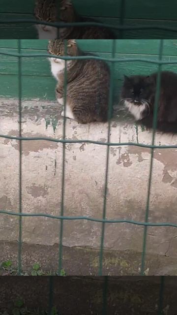 🐱