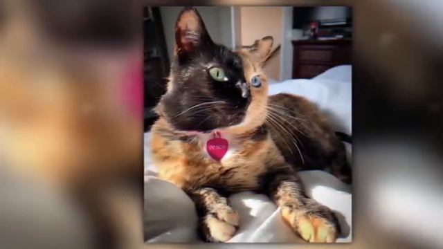 Самые редкие животные в мире