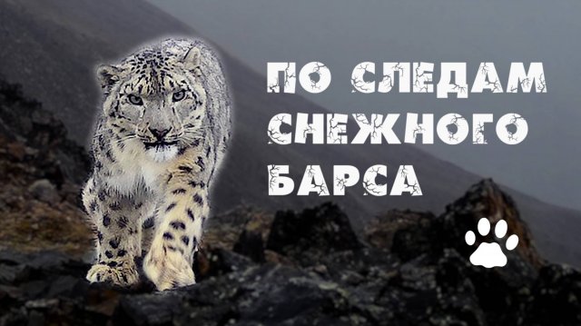 Экспедиция по следам снежного барса. Горный Алтай. Горные козлы. Кот манул. Алтайские горные бараны.