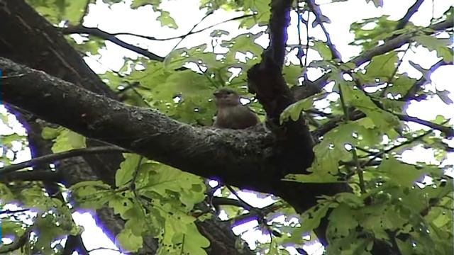 зяблик HD БЛ