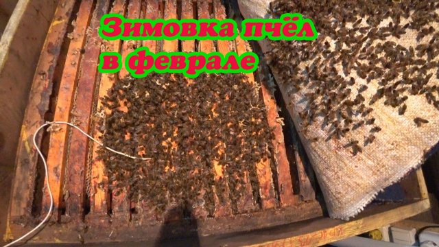 ЗИМОВКА ПЧЁЛ В ФЕВРАЛЕ НА ВОЛЕ И В ЗИМОВНИКАХ.