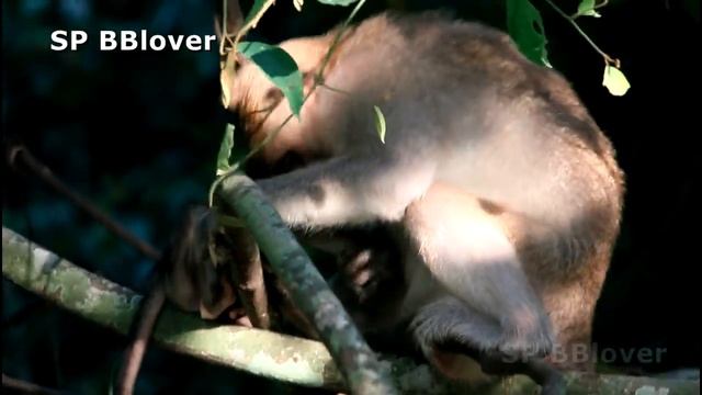 Possum Steal Baby Monkey Forget Look Baby Run To Mommy BBlover 161