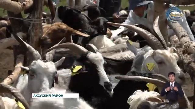 Чипирование КРС является важной частью зоотехнического учета в животноводстве