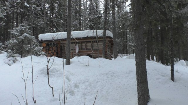 РОСОМАХА ПРИШЛА К ИЗБЕ И СЪЕЛА КУНИЦУ. ПРОВЕРКА ПУТИКА