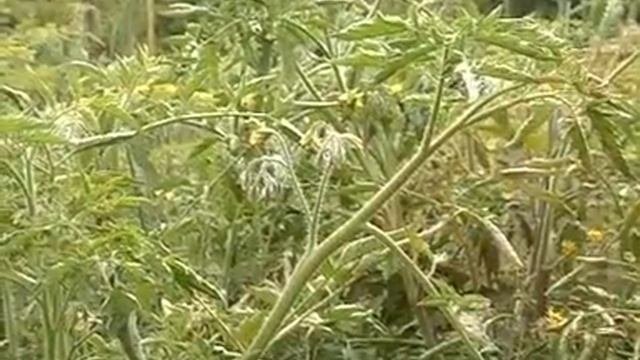 Профит Голд