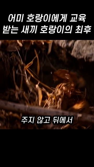 어미 호랑이에게 교육 받는 새끼 호랑이의 최후