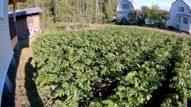 Самый лучший способ выращивания картофеля