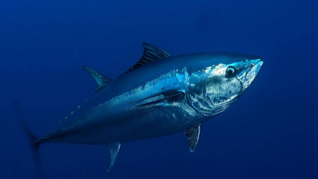 РР4 море - так себе фарм 80, 41, безымянная банка (39 серия)