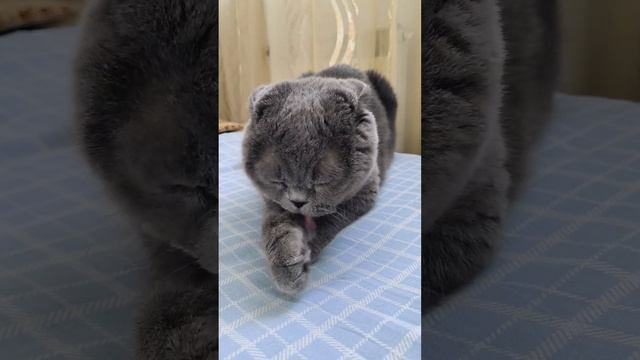 Шотландская вислоухая кошка Рианна 06.08.2024.