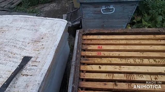 Двух маточное содержание пчёл. Эксперимент.