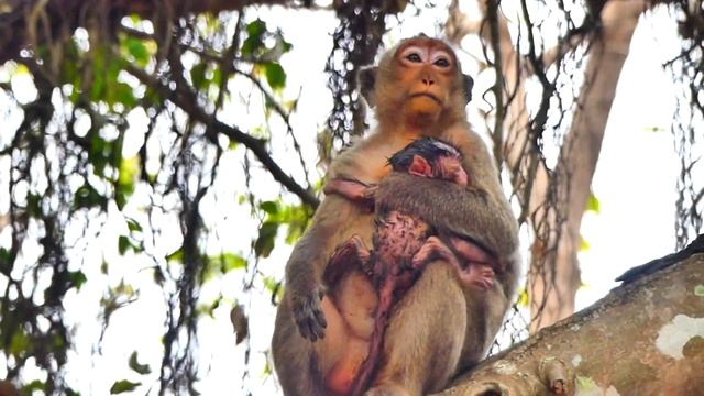 Wow...baby monkey LILY want to plays with newborn baby monkey MASHA of monkey MESSI.
