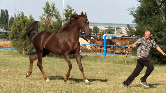 звездочет