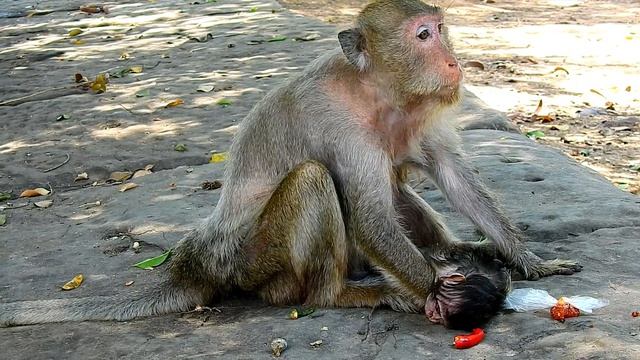 (V86) Million Sad Death Newborn Monkey Jollyrol, She Loss Her Baby.
