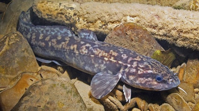 РР4 море - безымянная банка 1050 серебра за 2 часа (40 серия)