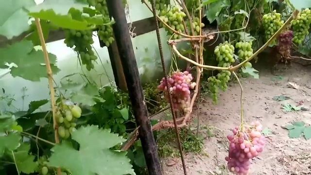 виноград Тимур. Без проблемный, урожайный сорт винограда.