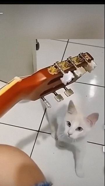 Смех 🐱