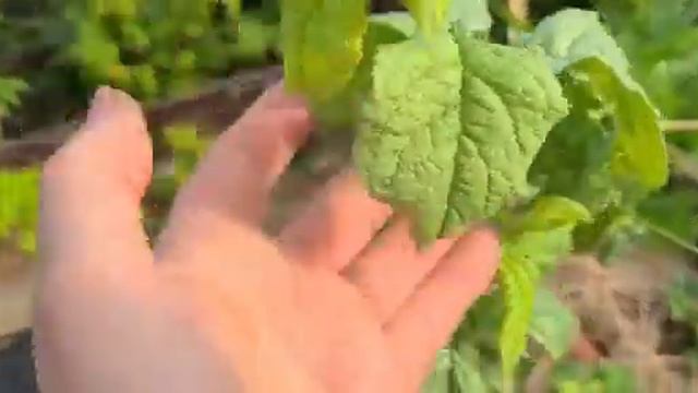 Марафон плодородия. Людмила Рудольф. Прошли морозы. Настали тёплые дни. №18/24