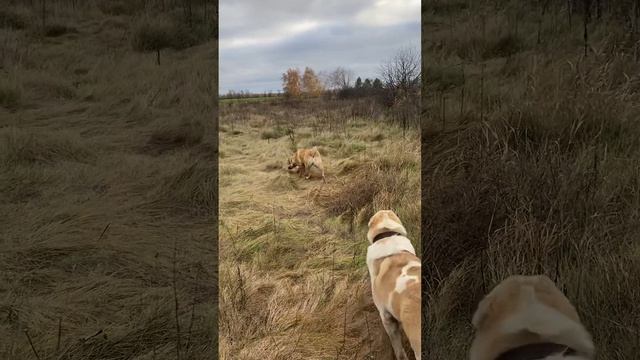 Казбекский туго