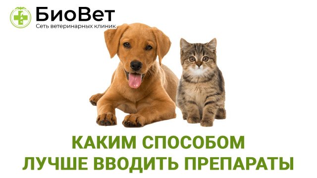 Способы введения препаратов животным