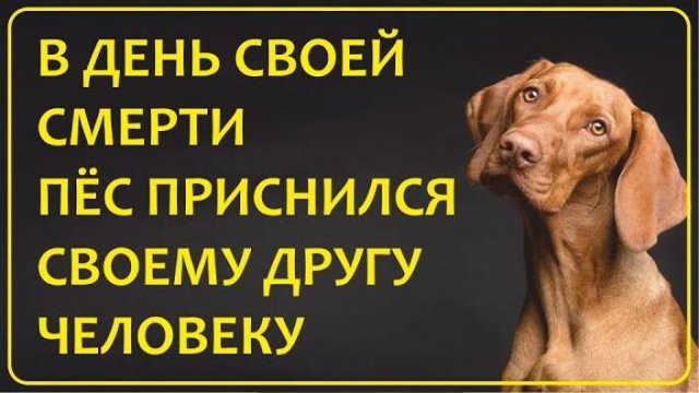 065 Пёс пришёл во сне в день своей смерти Истории наших зрителей
