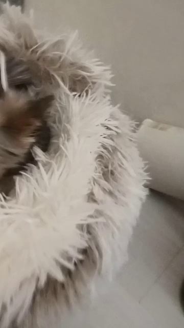 vee