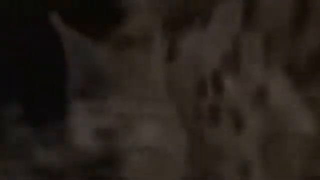 Lions Documentary Game Of Champions Animal Planet Special Biggest Africa Animals
