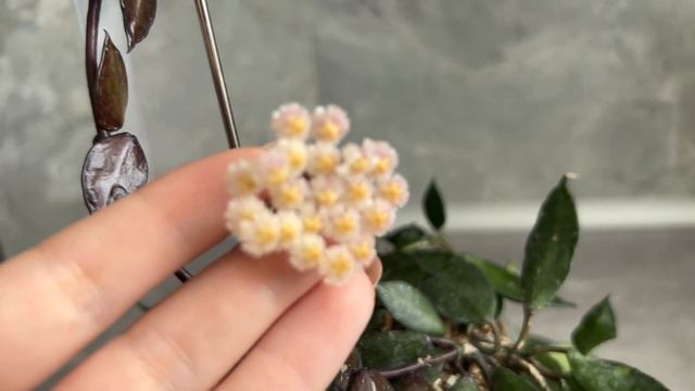 Цветение хойи Kroniana Black Leaves