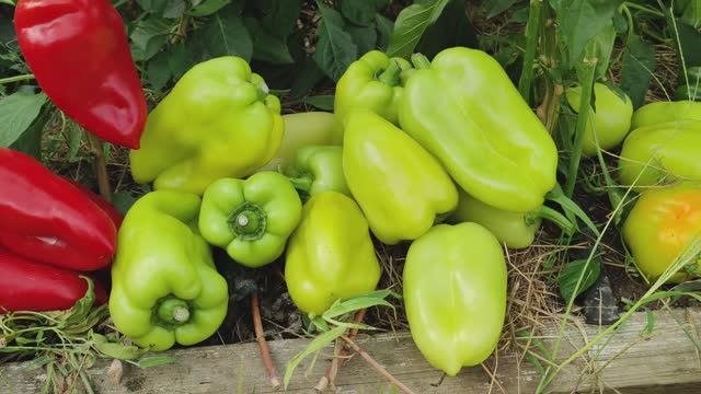 ВЫРАЩИВАНИЕ ПЕРЦА ОТ СЕМЯН ДО УРОЖАЯ! Перец на рассаду в 2025 году!