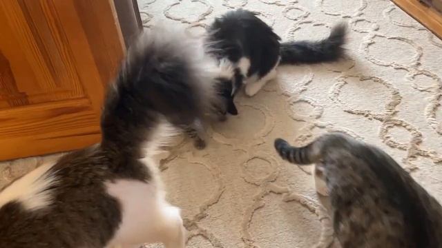 анука давай_ка видео не мое #А_ну_ка_Давай_ка