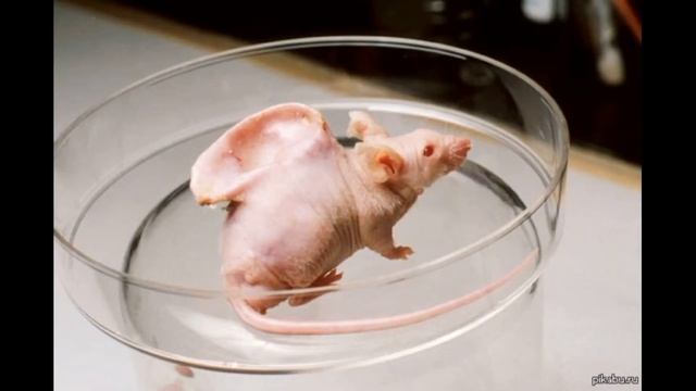 Загадочные животные мира.