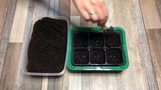 Как посеять баклажаны на рассаду